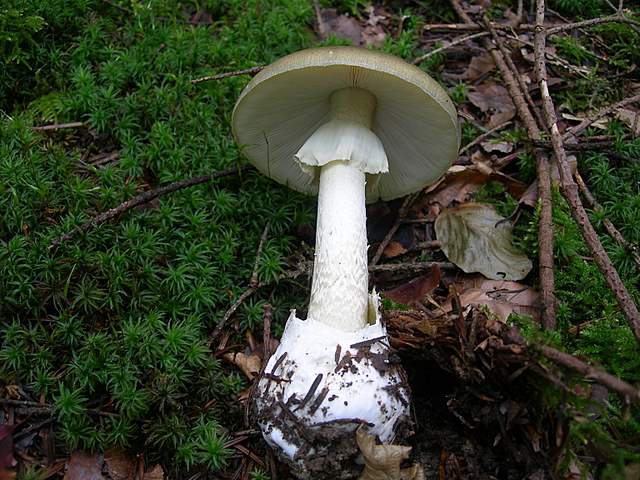 I  Funghi della collina pianeggiante
